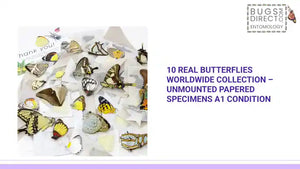 10 Real Butterflies Worldwide Collection &ndash; Unmounted Papered Specimens A1 Condition by@Outfy