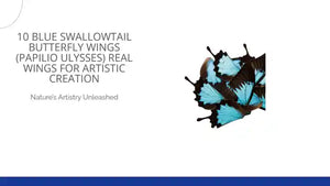10 BLUE Swallowtail Butterfly Wings (Papilio ulysses) Real Wings for Artistic Creation by@Outfy