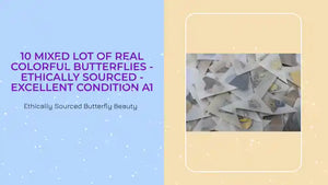 10 Mixed Lot of Real Colorful Butterflies - Ethically Sourced - Excellent Condition A1 by@Outfy