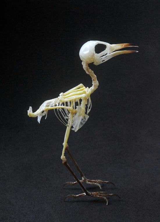 Prinia inornata Bird Skeleton | A1 Quality | Dry-Preserved SKELETON