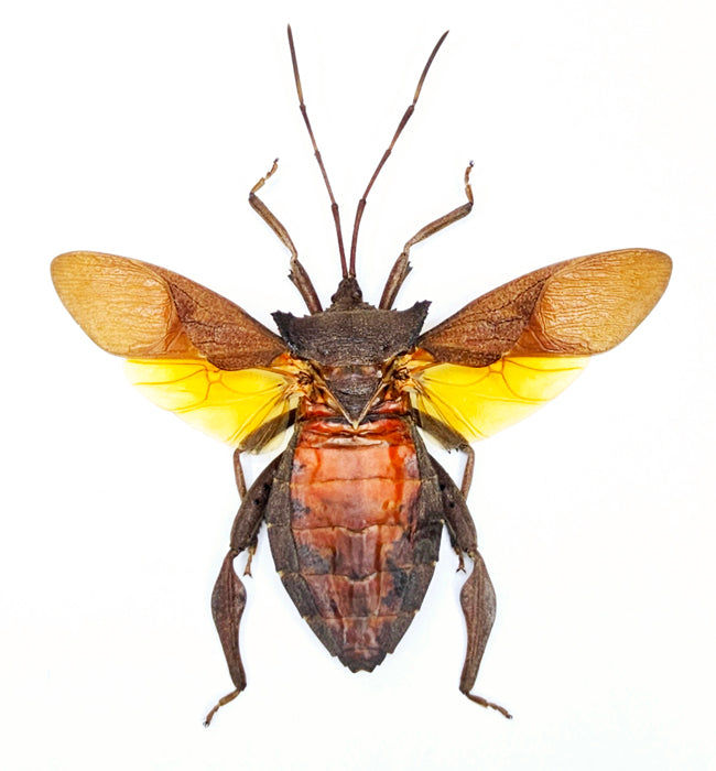 Prionolomia malaya Bug Specimen | Spread | A1 Quality | Dry-Preserved COREIDAE