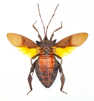 Prionolomia malaya Bug Specimen | Spread | A1 Quality | Dry-Preserved COREIDAE
