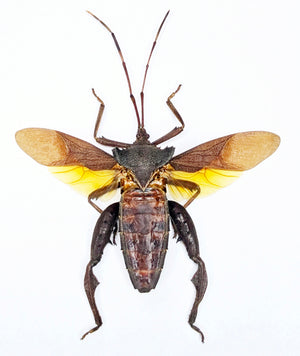 Prionolomia malaya Bug Specimen | Spread | A1 Quality | Dry-Preserved COREIDAE