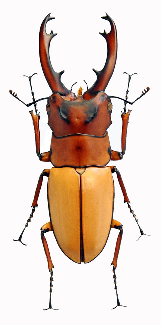 Prosopocoilus occipitalis (teledonte) Beetle Specimen | A1 Quality | Dry-Preserved LUCANIDAE