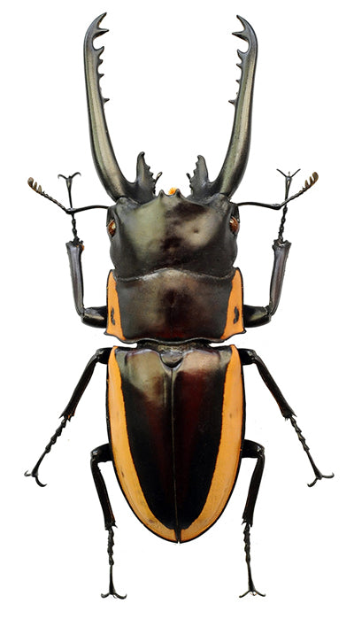 Prosopocoilus bison cinctus Stag Beetle Specimen | A1 Quality | Dry-Preserved LUCANIDAE