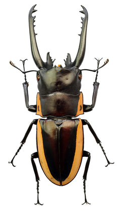 prosopocoilusbisoncinctusPapua
