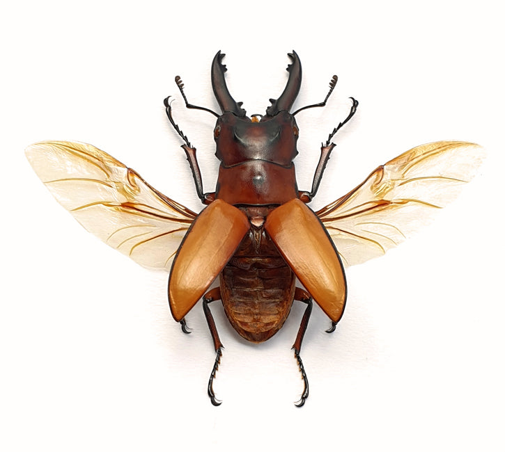 Prosopocoilus occipitalis Spread Beetle Specimen | A1 Quality | Dry-Preserved LUCANIDAE (Wings-Spread)