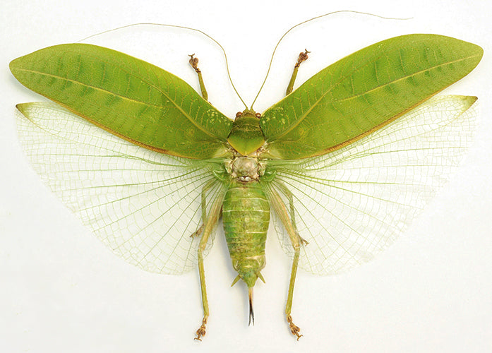 Pseudophyllus neriifolius Leaf Katydid Specimen | A1 Quality | Dry-Preserved ORTHOPTERA