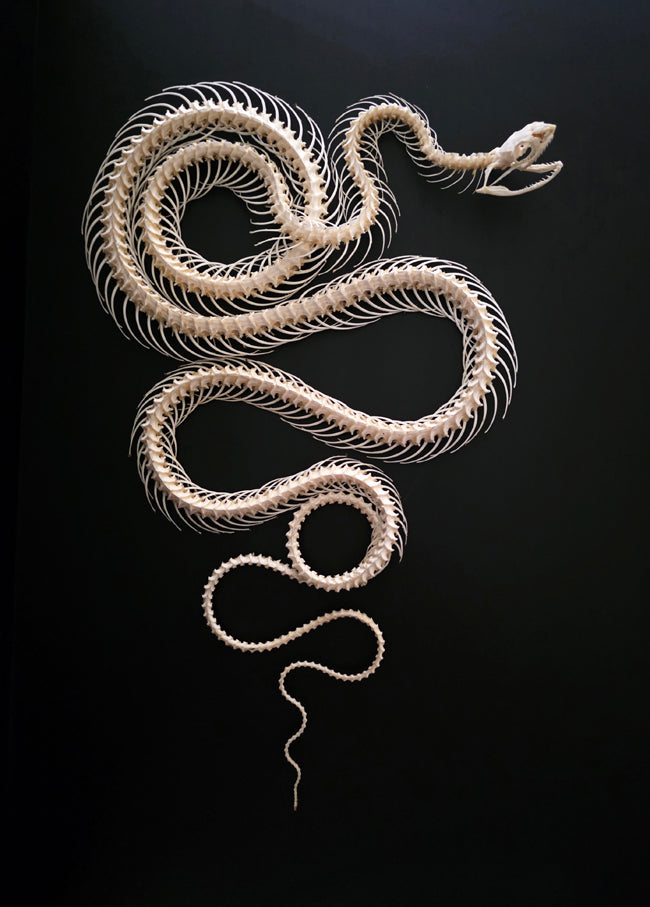 Keeled Rat Snake (Ptyas carinata) | A1 Dry-Preserved Double Rolling Skeleton – BugsDirect