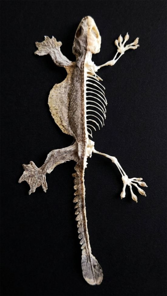 Ptychozoon kuhli (Half skeleton) Flying Gecko | A1 Quality