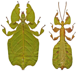 Pulchriphyllium pulchrifolium Leaf Insect Specimen | Green Form | A1 Quality | Dry-Preserved PHYLLIIDAE