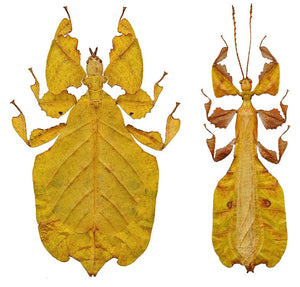 Pulchriphyllium pulchrifolium Leaf Insect Specimen | Yellow Form | A1 Quality | Dry-Preserved PHYLLIIDAE