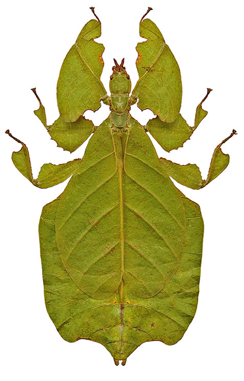 Pulchriphyllium pulchrifolium Leaf Insect Specimen | Green Form | A1 Quality | Dry-Preserved PHYLLIIDAE
