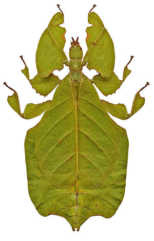 Pulchriphyllium pulchrifolium Leaf Insect Specimen | Green Form | A1 Quality | Dry-Preserved PHYLLIIDAE