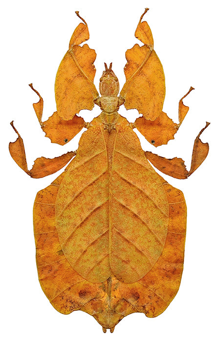 Pulchriphyllium pulchrifolium Leaf Insect Specimen | Orange Form | A1 Quality | Dry-Preserved PHYLLIIDAE