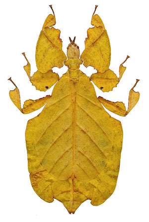 Pulchriphyllium pulchrifolium Leaf Insect Specimen | Yellow Form | A1 Quality | Dry-Preserved PHYLLIIDAE