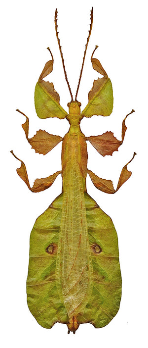Pulchriphyllium pulchrifolium Leaf Insect Specimen | Green Form | A1 Quality | Dry-Preserved PHYLLIIDAE