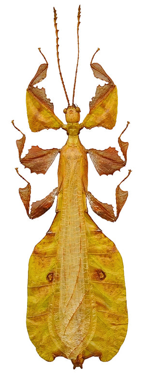 Pulchriphyllium pulchrifolium Leaf Insect Specimen | Yellow Form | A1 Quality | Dry-Preserved PHYLLIIDAE