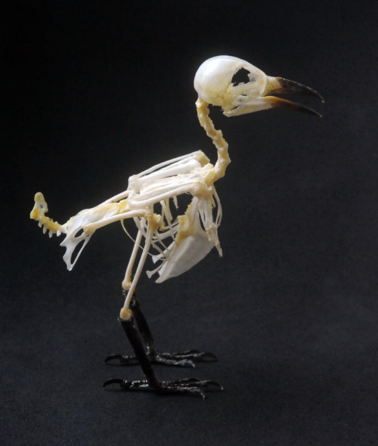 Pycnonotus aurigaster Bird Skeleton | A1 Quality | Dry-Preserved SKELETON