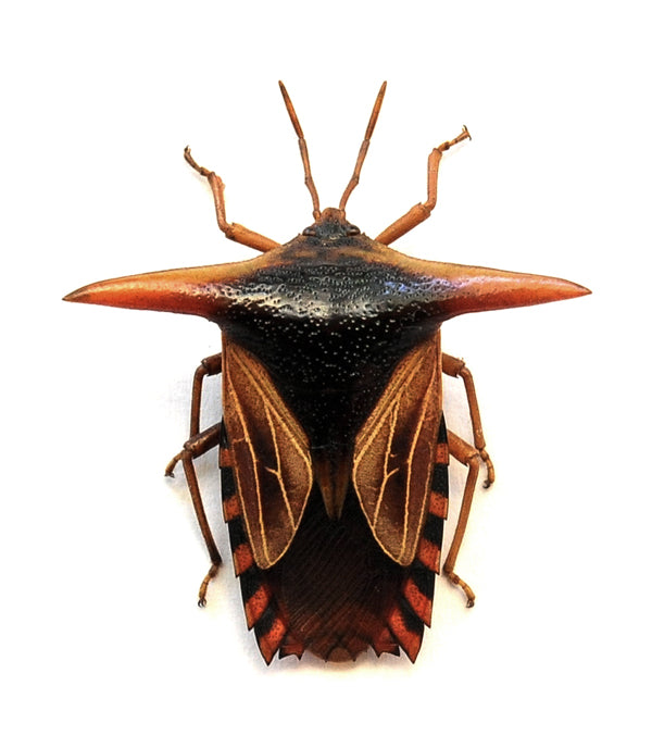 Pygoplatys lancifer Bug Specimen | A1 Quality | Dry-Preserved HETEROPTERA