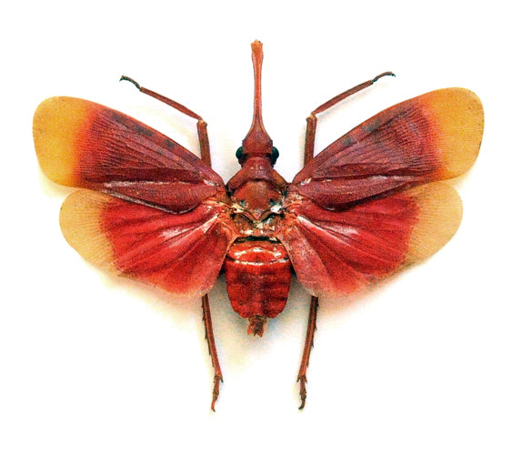 Pyrops hamdjahi Lanternfly Specimen | A1 Quality | Dry-Preserved Spread | FULGORIDAE