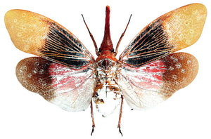 Premium Assorted Dry-Preserved Specimens | Beetles, Bats, Frogs, Tarantulas & More | A1 Quality