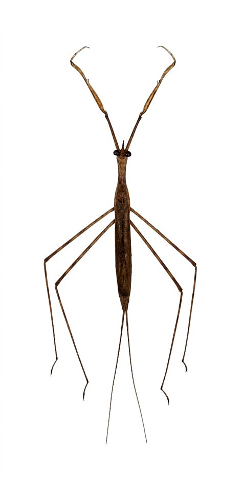 Ranatra longipes celebensis A1 Water Stick Insect