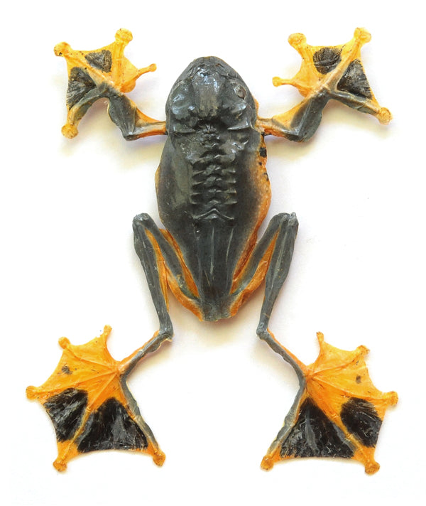 Rhacophorus reinwardtii Tree Frog Specimen | A1 Quality | Dry-Preserved ANURA