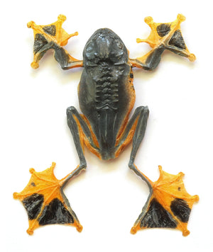 Premium Assorted Dry-Preserved Specimens | Beetles, Bats, Frogs, Tarantulas & More | A1 Quality