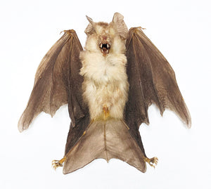 Assorted Common Bat Specimens | A1 Quality | Dry-Preserved CHIROPTERA (Spread Half Folded)