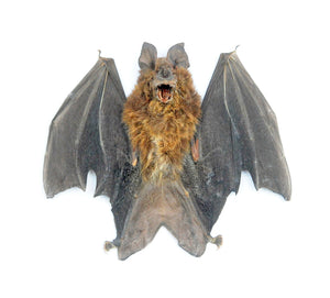 Assorted Common Bat Specimens | A1 Quality | Dry-Preserved CHIROPTERA (Spread Half Folded)