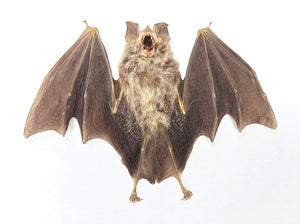 Assorted Common Bat Specimens | A1 Quality | Dry-Preserved CHIROPTERA (Spread Half Folded)