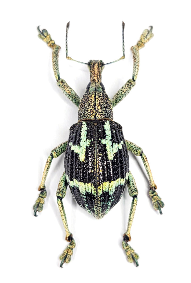 Rhinoscapha basilica Beetle Specimen | A1 Quality | Dry-Preserved CURCULIONIDAE
