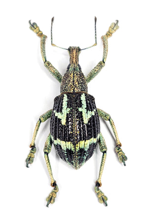 500 Assorted Unmounted Beetles & Insects | Wholesale Specimen Lot