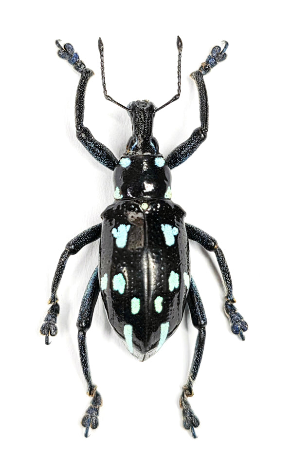 Rhinoscapha lunulata Beetle Specimen | A1 Quality | Dry-Preserved CURCULIONIDAE