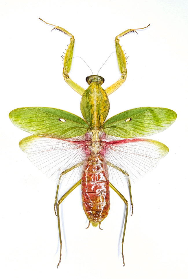 Rhombodera basalis Mantis Specimen | A1 Quality | Dry-Preserved Spread | MANTODEA