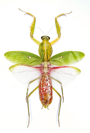 عينة فرس النبي Rhombodera javana | جودة A1 | منتشرة ومحفوظة جافة | MANTODEA
