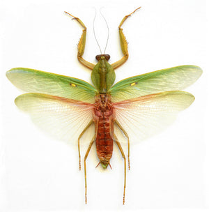 عينة فرس النبي Rhombodera javana | جودة A1 | منتشرة ومحفوظة جافة | MANTODEA