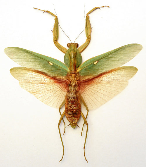 Rhombodera javana A1 カマキリ | 乾燥標本 展開 MANTODEA | BugsDirect