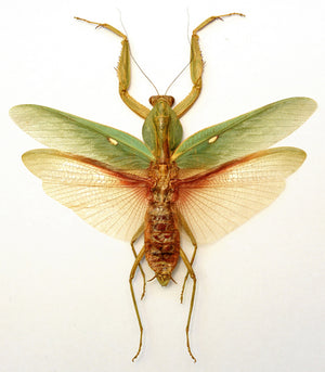 Rhombodera javana Mantis Specimen | A1 Quality | Dry-Preserved Spread | MANTODEA