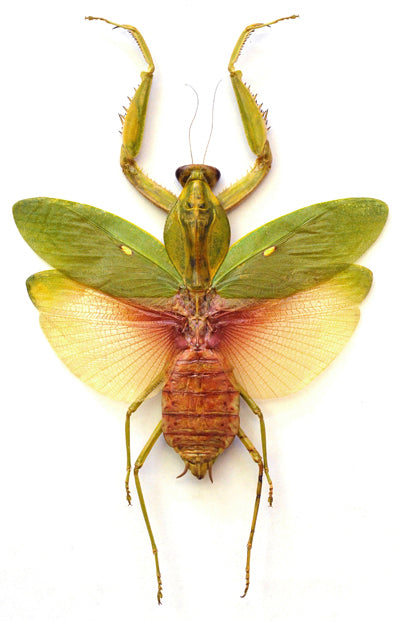 Rhombodera javana A1 カマキリ | 乾燥標本 展開 MANTODEA | BugsDirect