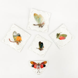 Collection of 5 Assorted Lantern Bugs - A1 Spread Specimens from Thailand