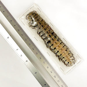 10 x Giant Shield Millipedes (Barydesmus propinquus) 12cm A1 Entomology Specimens, Wholesale