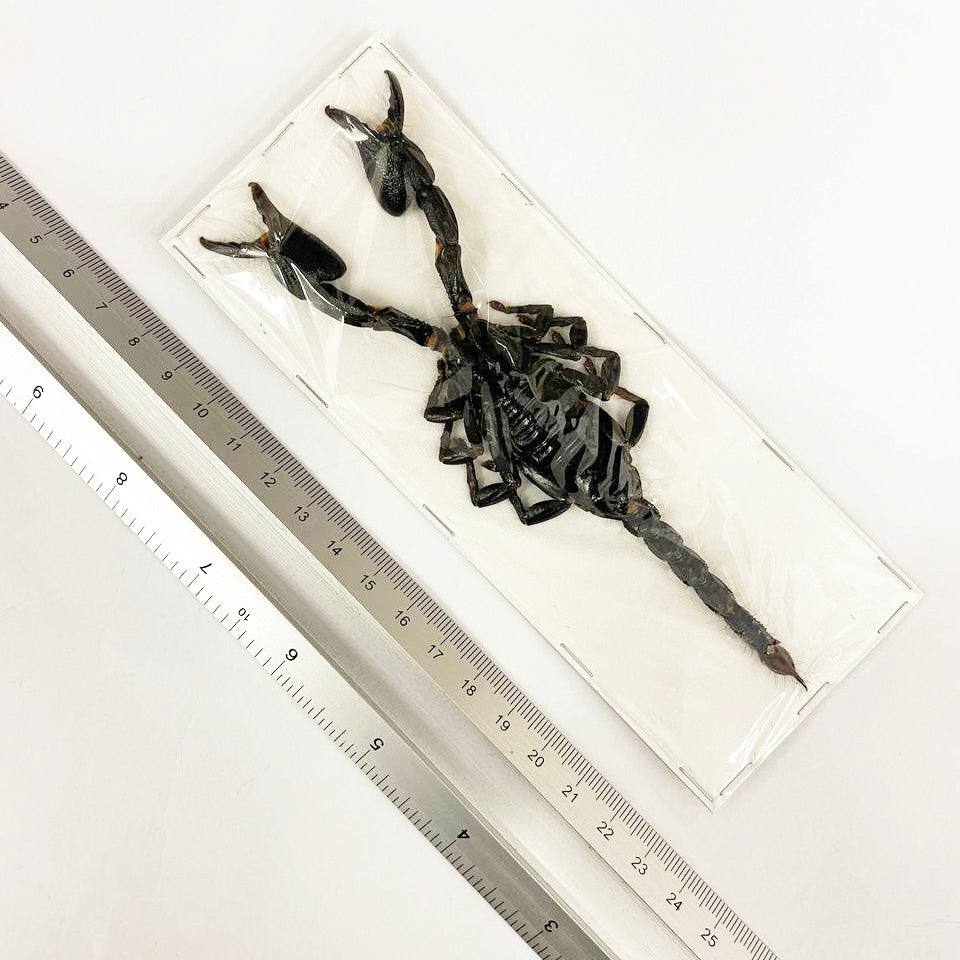 Asian Blue Forest Scorpion (Javanimetrus cyaneus) 150mm A1 Entomology Specimens