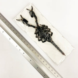 100 x Asian Blue Forest Scorpions (Javanimetrus cyaneus) 175mm+ A1 Specimens, Wholesale