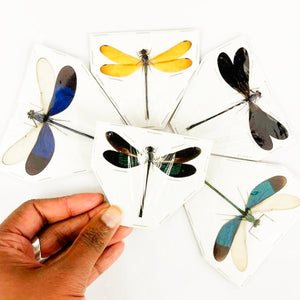 25 x Various Assorted Damselflies, A1 Spread Entomology Specimens, Wholesale