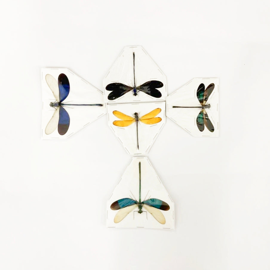 25 x Various Assorted Damselflies, A1 Spread Entomology Specimens, Wholesale