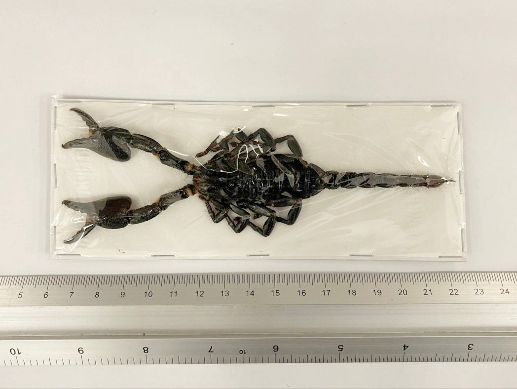 100 x Asian Blue Forest Scorpions (Javanimetrus cyaneus) 175mm+ A1 Specimens, Wholesale