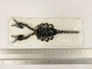 100 x Asian Blue Forest Scorpions (Javanimetrus cyaneus) 175mm+ A1 Specimens, Wholesale
