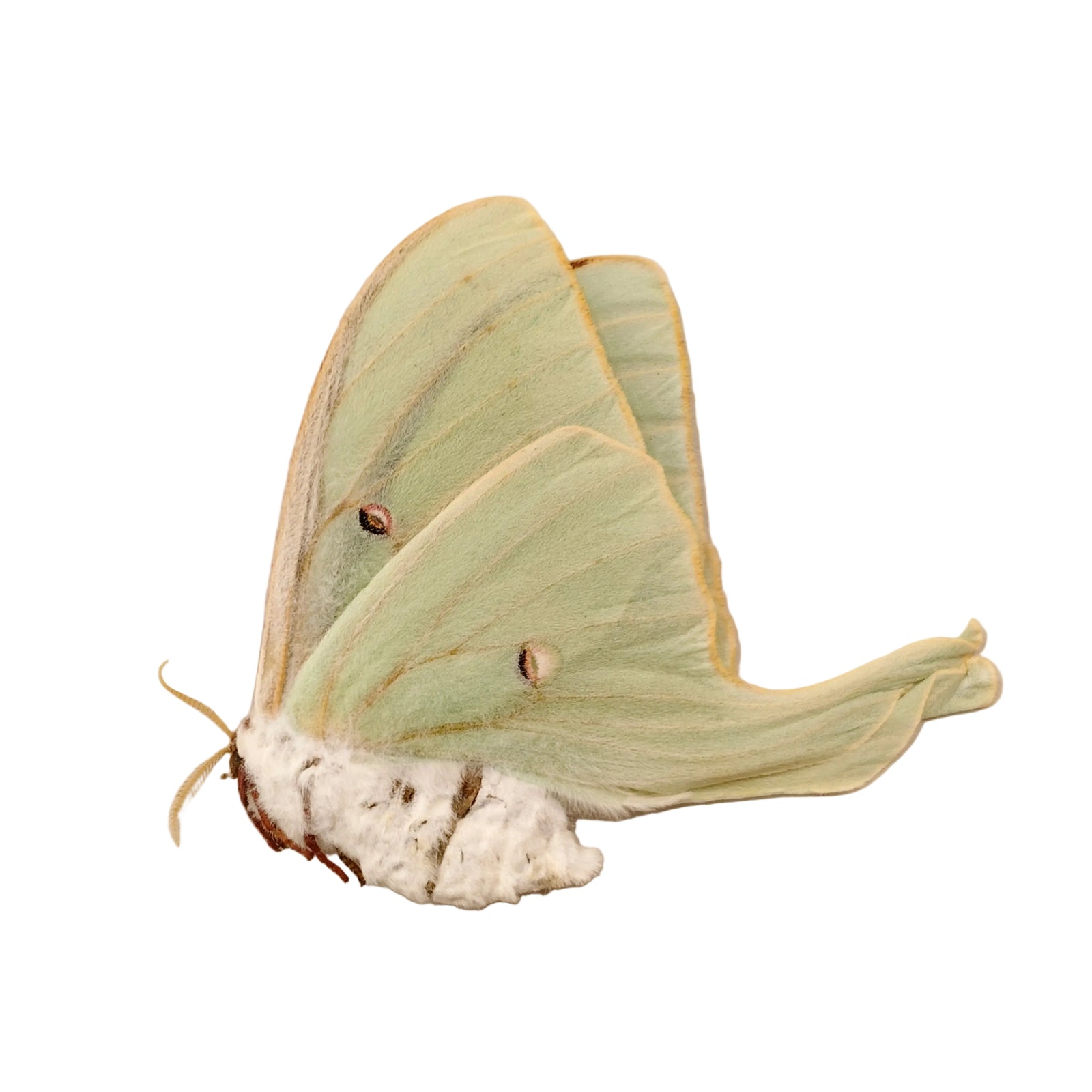 American Moon Moth (Actias luna) | A1 Unmounted Specimen | BugsDirect